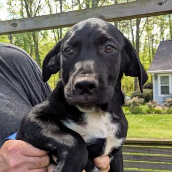 Hound and Labrador Retriever Dogs Available for Adoption in Milner, Georgia - Bandit | PetCurious
