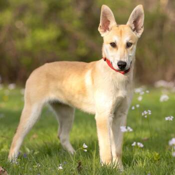 Ozzy (FKA Zephyr) -  Shepherd and Retriever Dog for Adoption in Armonk, New York - Ozzy (FKA Zephyr) | PetCurious