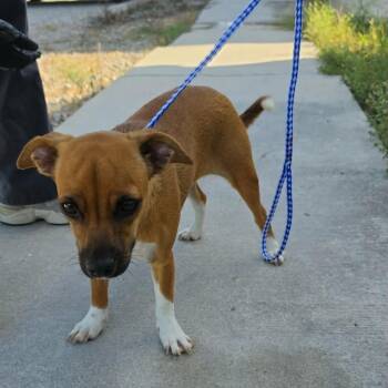 JANUARY -  Terrier Dog for Adoption in Waterford, New Jersey - JANUARY | PetCurious