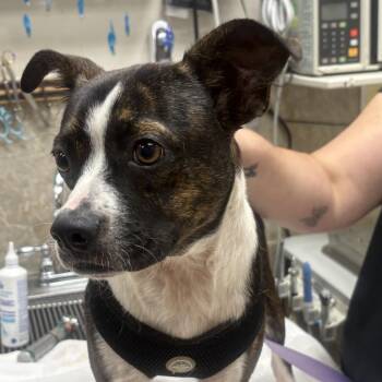Rudy (Goober) -  Mixed Breed and Boston Terrier Dog for Adoption in Decatur, Alabama - Rudy (Goober) | PetCurious