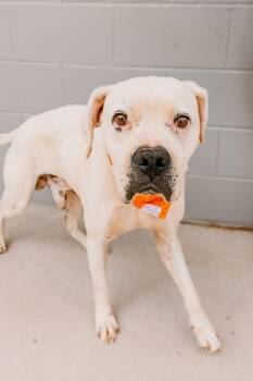 Snow -  Boxer Dog for Adoption in Lancaster, South Carolina - Snow | PetCurious