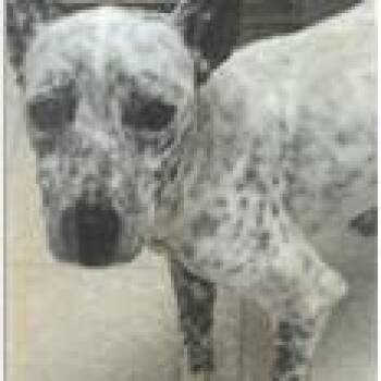 Pee Wee -  Mixed Breed Dog for Adoption in West Palm Beach, Florida - Pee Wee | PetCurious