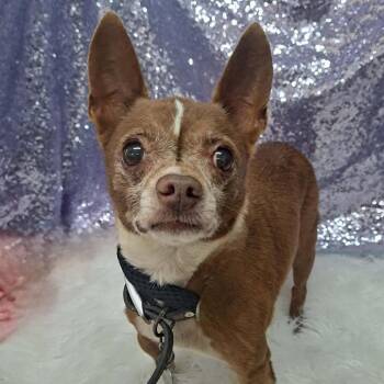 Dobbie -  Chihuahua and Mixed Breed Dog for Adoption - Dobbie | PetCurious