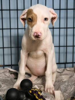 Roni -  Hound and Catahoula Leopard Dog Dog for Adoption in El Dorado, Arkansas - Roni | PetCurious