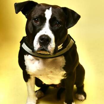 Queenie -  Pit Bull Terrier and Mixed Breed Dog for Adoption in Roanoke, Virginia - Queenie | PetCurious