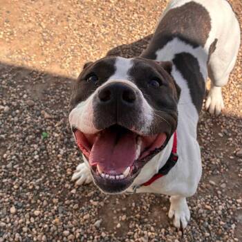 Pit Bull Terrier Dogs Available for Adoption in Yankton, South Dakota - Nala | PetCurious