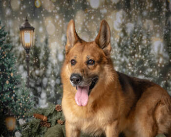 Rescue German Shepherd Dog and Mixed Breed Dogs for Adoption in Humble, Texas - Red | PetCurious