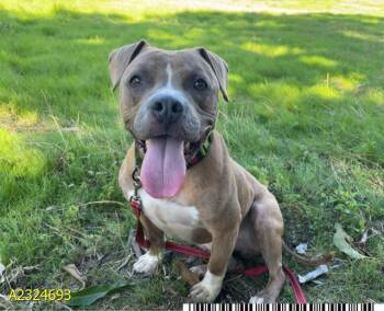 Mixed Breed Dogs Available for Adoption - FRANKIE | PetCurious