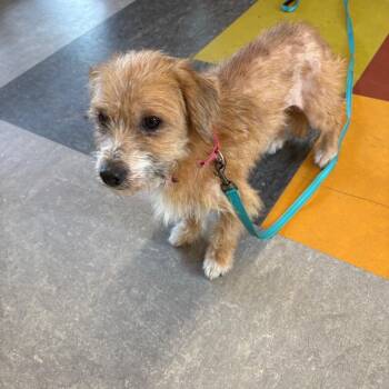 Terrier Dogs Available for Adoption in Waterford, New Jersey - PARM | PetCurious
