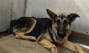 Rescue German Shepherd Dog Dogs for Adoption in San Bernardino, California - KINGSTON | PetCurious