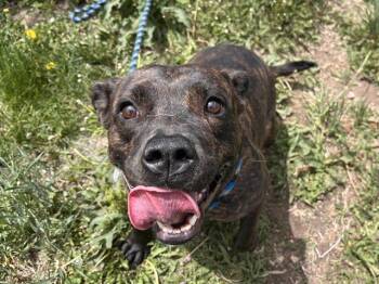 Pit Bull Terrier and Mixed Breed Dogs Available for Adoption in Colorado Springs, Colorado - LALA | PetCurious