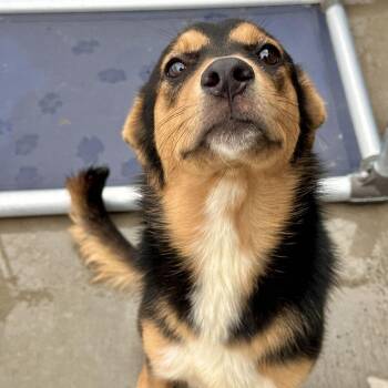 Chick-Fil-A -  Mixed Breed Dog for Adoption in Matteson, Illinois - Chick-Fil-A | PetCurious