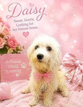 Daisy -  Maltese Dog for Adoption in Fallbrook, California - Daisy | PetCurious