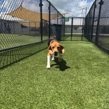 Roxana 9211 -  Beagle Dog for Adoption in Loxahatchee Groves, Florida - Roxana 9211 | PetCurious