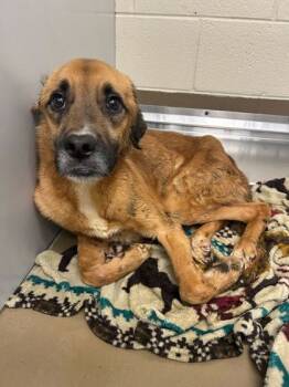 Rescue Mixed Breed Dogs for Adoption in Knoxville, Tennessee - Yvette | PetCurious