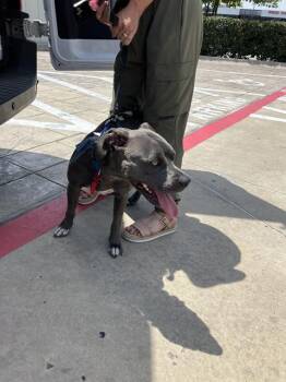 NOVA -  Mixed Breed Dog for Adoption in Dallas, Texas - NOVA | PetCurious