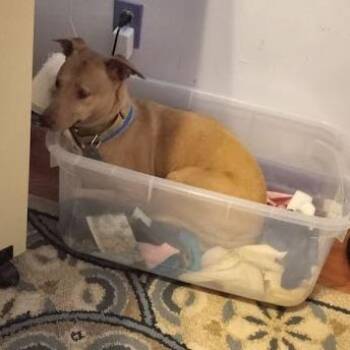 Whippet Dogs Available for Adoption - Grimes | PetCurious