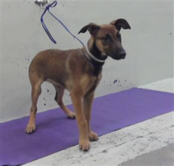 Belgian Shepherd Malinois and Mixed Breed Dogs Available for Adoption in Houston, Texas - GIZELLE | PetCurious