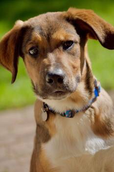 Felix -  Australian Shepherd and Great Pyrenees Dog for Adoption in Clinton, Wisconsin - Felix | PetCurious