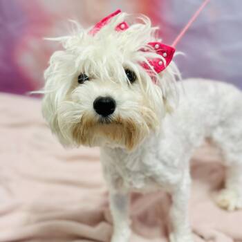Maltipoo Dogs Available for Adoption - Charlotte  | PetCurious