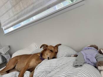 Gracie -  Black Mouth Cur and Hound Dog for Adoption in Mico, Texas - Gracie | PetCurious