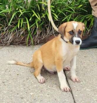 Gabor -  Terrier and Mixed Breed Dog for Adoption in Morristown, New Jersey - Gabor | PetCurious