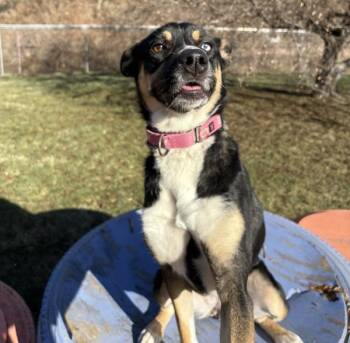 Missy -  Gordon Setter and Australian Cattle Dog Blue Heeler Dog for Adoption in Sioux City, Iowa - Missy | PetCurious