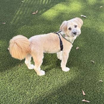 Cairo 22826 -  Lhasa Apso and Mixed Breed Dog for Adoption in Cumming, Georgia - Cairo 22826 | PetCurious