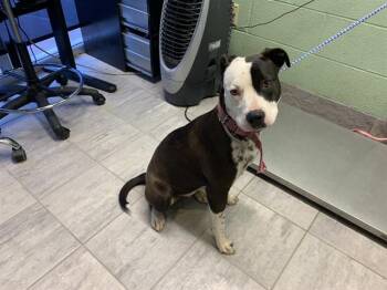 American Staffordshire Terrier and Mixed Breed Dogs Available for Adoption in Grand Prairie, Texas - ELLIE MAE | PetCurious