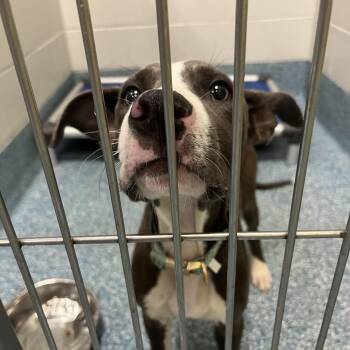 Big Toe -  Pit Bull Terrier and Mixed Breed Dog for Adoption in Greensboro, North Carolina - Big Toe | PetCurious