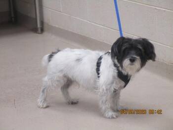 Henry(321) -  Shih Tzu Dog for Adoption in Marietta, Georgia - Henry(321) | PetCurious