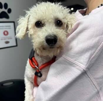 Bichon Frise Dogs Available for Adoption - Pebbles | PetCurious