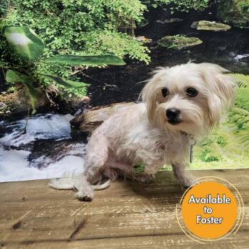 Stiles -  Miniature Poodle and Mixed Breed Dog for Adoption in Normal, Illinois - Stiles | PetCurious