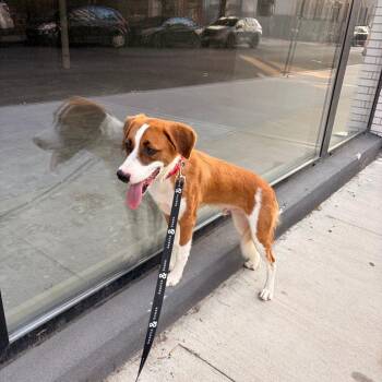 Palmer -  Australian Shepherd and Mixed Breed Dog for Adoption in New York, New York - Palmer | PetCurious