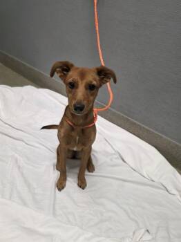 LADY BUG -  Chihuahua and Mixed Breed Dog for Adoption in Las Vegas, Nevada - LADY BUG | PetCurious