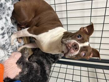 Rescue French Bulldog Dogs for Adoption in Archbold, Ohio - Peachy Pie | PetCurious