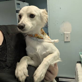 Rescue Spaniel Dogs for Adoption in Chico, California - KESTREL | PetCurious