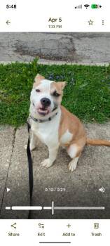 GB -  Mixed Breed Dog for Adoption in Cincinnati, Ohio - GB | PetCurious