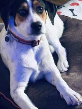 Bruiser -  Beagle Dog for Adoption in Colorado Springs, Colorado - Bruiser | PetCurious