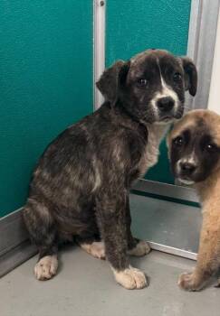 Cane Corso and Mixed Breed Dogs Available for Adoption - A471186 | PetCurious