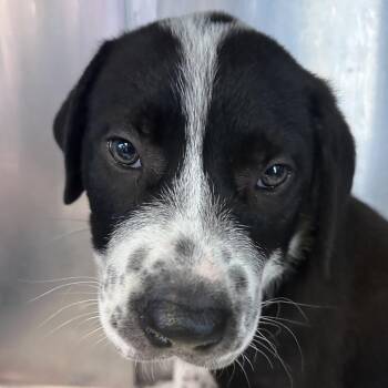 Post Malone -  Collie Dog Available for Adoption in Austin, Texas - Post Malone | PetCurious