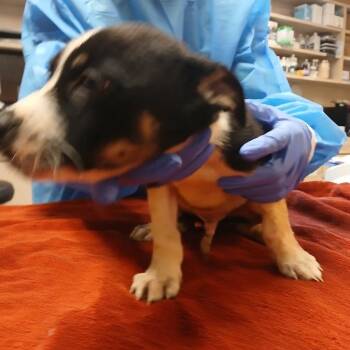 Catahoula Leopard Dog and Mixed Breed Dogs Available for Adoption - Horseshoe | PetCurious