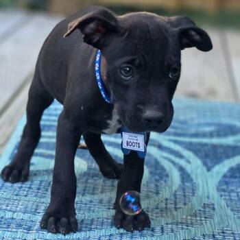 Boots -  Labrador Retriever Dog for Adoption in Wake Forest, North Carolina - Boots | PetCurious