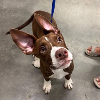 Troy -  Terrier Dog for Adoption in Tampa, Florida - Troy | PetCurious
