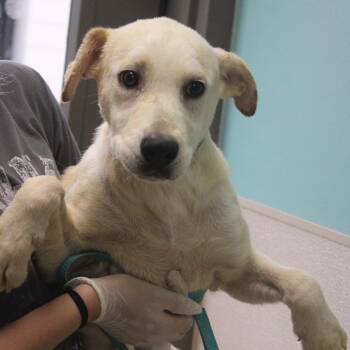 Hannah -  Black Mouth Cur and Retriever Dog for Adoption in Cleveland, Mississippi - Hannah | PetCurious