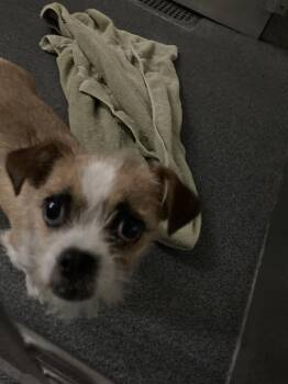FERGIE -  Mixed Breed Dog for Adoption in Dallas, Texas - FERGIE | PetCurious