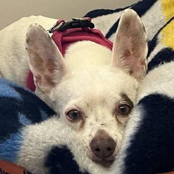 Barbie Girl 14519 -  Terrier Dog for Adoption in San Francisco, California - Barbie Girl 14519 | PetCurious