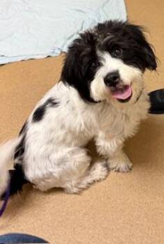 Havanese and Shih Tzu Dogs Available for Adoption - Benjamin | PetCurious