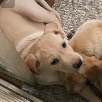 Rescue Labrador Retriever and Mixed Breed Dogs for Adoption in Shorewood, Illinois - Tucker | PetCurious
