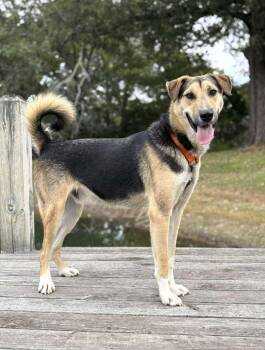 Mixed Breed Dogs Available for Adoption - Timber | PetCurious